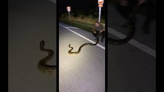 Massive Python found in Florida shorts [upl. by Yrekaz]