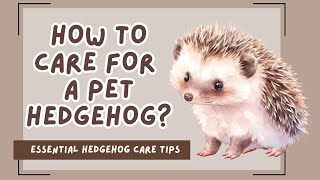 4K Caring for a Pet Hedgehog – Everything You Need to Know [upl. by Voletta801]