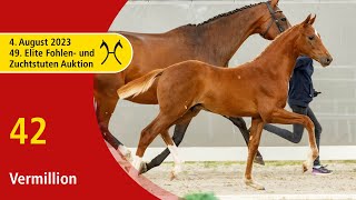 49th Verden Elite Foal OnLiveAuction Aug 4th No 42 Vermillion by Vivaldos  Quaterback [upl. by Ayenat356]