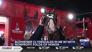 Worldfamous Budweiser Clydesdales touring Green Bay [upl. by Kristi426]