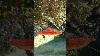 Blackheaded Grosbeak🐦Afternoon Jelly Treat blackheadedgrosbeak [upl. by Mor481]