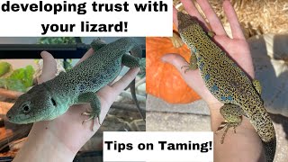 Tips on Taming your Lizard and Building Trust  featuring the Jeweled Lacertas [upl. by Deva]