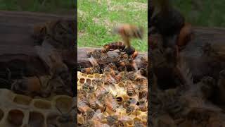 Western Honeybees Defend Their Hive Against a Giant Hornet [upl. by Zaragoza361]