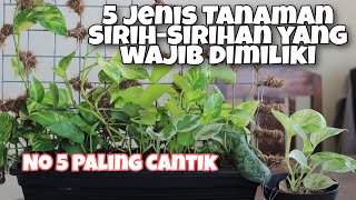 5 JENIS TANAMAN HIAS SIRIHSIRIHAN WAJIB DIMILIKI  NO 5 PALING CANTIK [upl. by Fusco167]