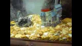 Firemouth Convict Cichlid Hybrid Babies [upl. by Ahsirat]