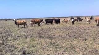 Crossbred Cows in El CampoBrafordsBrangus and a Few Crossbred [upl. by Atikahs]