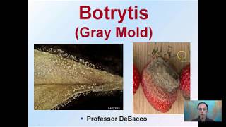 Botrytis Gray Mold [upl. by Tyra]