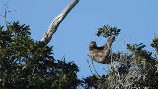 Brownthroated threetoed sloth Bradypus variegatus Preguiçacomum [upl. by Amitak]