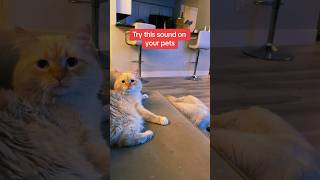 It works every time 😂 hummingbird snoring kittens cats puppies dogs goldenretriever [upl. by Cochrane]