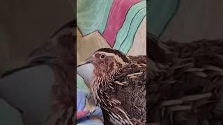 My pet japanese quail  66  coturnix japonica quail petchicken short [upl. by Nebur]