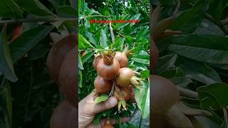 shotsvideo viralvideos Super bhagava Anar Fruit Plants Nursery [upl. by Virgina]