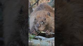 Busy Beavers Build Dam Ahead of Winter [upl. by Nagle]