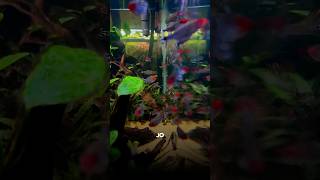 Best✅Tank Mates for Your🐟Guppies  Planted aquarium  beginners guppy [upl. by Darian930]