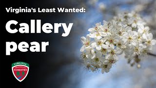 Virginias Least Wanted Callery Pear [upl. by Einra106]