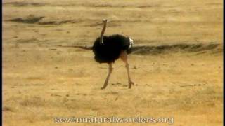 How fast does an Ostrich runmov [upl. by Ava]