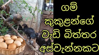 ගම්කුකුලන්ගේ වැඩි බිත්තර අස්වැන්නකට💪🤑 For higher egg yield of country chickens🐔🐔🤫🤫farming [upl. by Eniamret]