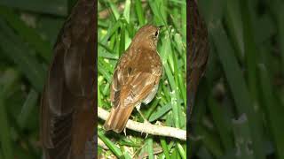 Veery Song Video Bird Songs Eastern North AmericaNature Sounds for Relaxation [upl. by Assel]