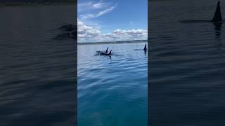 Summer of 2023 Salmon Fishing the South Sound we had a Pod of Orcas Swim By fishingwithfrye [upl. by Lindly]