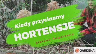 Kiedy przycinamy hortensje [upl. by Cassil]