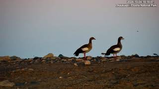 Egyptian Geese Bottoms up [upl. by Cohlier]