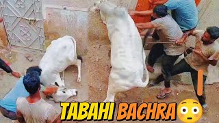 Tabahi Bachra😳  Kasai Ki Dour Lagwadi 🚨  500 Waly Kasai  2nd Day Of Eid  Qurbani Season [upl. by Meggi284]