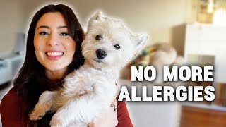 I solved my WESTIES SKIN ALLERGIES Part 1 [upl. by Cleave]