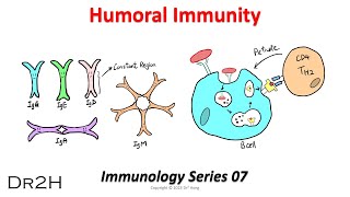 DrHongs Immunology Lecture 07 Humoral Immunity Adaptive Immune Response [upl. by Ttegdirb]