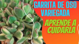 COMO CUIDAR GARRITA DE OSO VARIEGADA  COTYLEDON TOMENTOSA VARIEGADA [upl. by Rukna789]