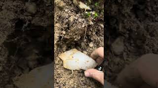 Largest crystal shard found crystals crystalgems prospecting rockhounding explore outdoors [upl. by Good]