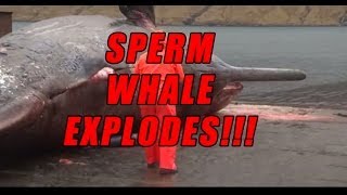 Sperm Whale explodes [upl. by Giglio40]