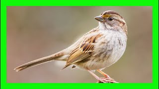 White Throated Sparrow Bird Song Call Sound  Gorrión Gorgiblanco Canto  Zonotrichia Albicollis [upl. by Dippold392]