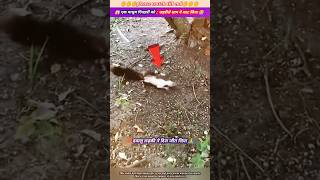 एक मासूम गिलहरी को जहरीले साप ने काट लिया 😭🙏 animal animals animallover animalrescue duck [upl. by Fran]