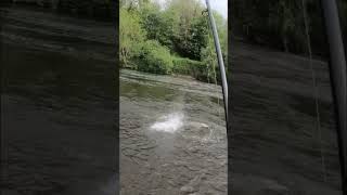 River Wye Salmon [upl. by Annaj]