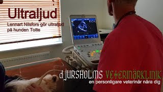 Ultraljudsvlogg 1  hunden Totte ultraljudar hjärtat  Djursholms Veterinärklinik [upl. by Einaj]