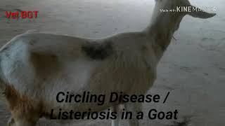 Circling Disease in Goat [upl. by Eyr]