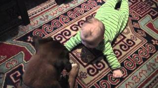 Linus the Boxer hears his NEW baby burp [upl. by Malita]