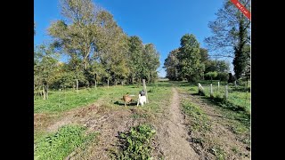 Renoviertes Bauernhaus in Ungarn mit großem Grundstück für Pferdehaltung geeignet ABA CM157 [upl. by Teage]