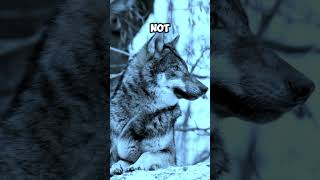 wolfbased motivational quotes facts wolf quotes psychology [upl. by Yznyl]