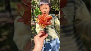 Koelreuteria paniculata fruit turns into flowers 💐💐 [upl. by Knobloch]