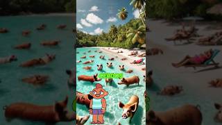 🏝️Pig Beach ¡La Isla de los Cerdos🐷Nadadores en Bahamas🌊datoscuriosos [upl. by Franky]