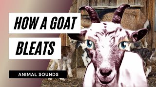 How A Goat Bleats  Sound Effect  Animation [upl. by Anaoj]