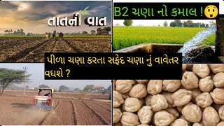 પીળા ચણા કરતા સફેદ ચણા નું વાવેતર વધશે  B2 ચણા નો કમાલ  😯 ફાર્મર [upl. by Savart]