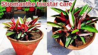 Stromanthe triostar plant care indoor plant की देखभाल maranta plant care houseplant care tips [upl. by Atinar]