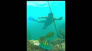 Diving underwater to a scrawled filefish filefish scrawledfilefish underwater coralreef [upl. by Savart]