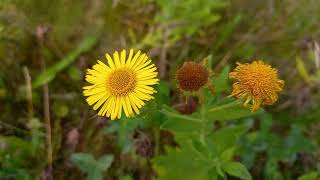 Common Fleabane  A visual guide to this pretty wildflower with its daisylike blooms [upl. by Nafri879]