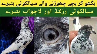 15 سال پُرانے نایاب ترین اور رزلٹڈ بٹیرے کبوتروں کا نایاب شوق [upl. by Dorsy]