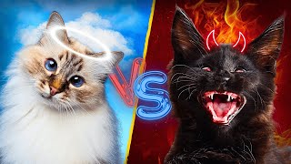 Black Cat vs White Cat  7 Key Differences [upl. by Ahsok859]