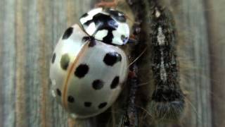 Fifteenspotted Lady Beetle Coccinellidae Anatis labiculata Closeup [upl. by Llenyl]