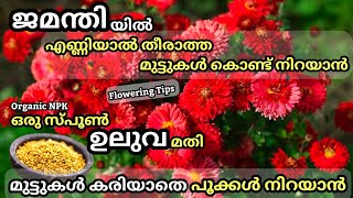 ജമന്തിയിൽ നിറയെ മുട്ടുകൾ ഉണ്ടാവാനും കരിയാതിരിക്കാനും ഇത് മതിFenugreek fertilizer for Jamanthi plant [upl. by Corliss]