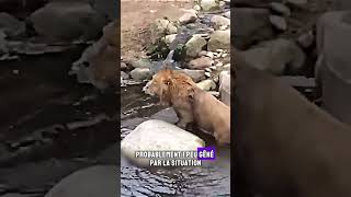 Un Lion Tombe dans lEau et Cherche à Remonter  Moment Drôle et Touchant shorts lion animaux [upl. by Dlarej]